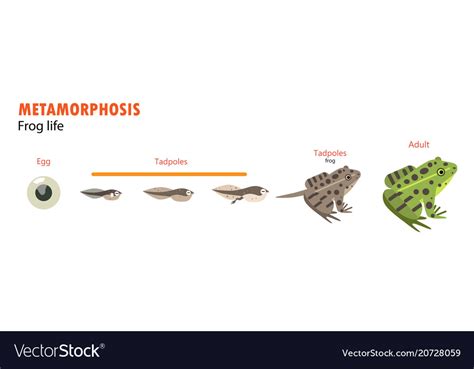 Frog Metamorphosis Stages
