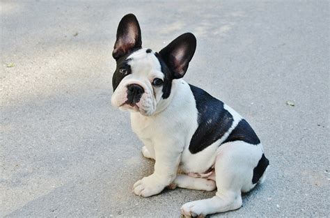 10 Fun Facts About French Bulldogs Fact City