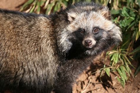 Tanuki Dog Cuteanimals