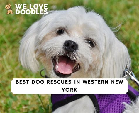 3 Best Dog Rescues In Western New York 2024 We Love Doodles