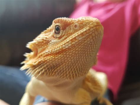 Bearded Dragon Or Leopard Gecko Which Pet Should You Get Best Pets