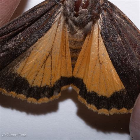 Large Yellow Underwing Moth Noctua Pronuba Bugguidenet