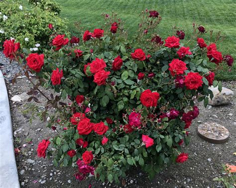 Types Of Red Rose Plant Ideas Mdqahtani