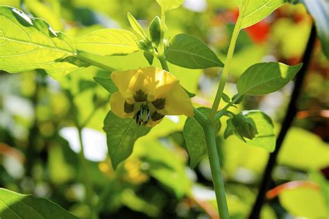 See full list on davesgarden.com Virginia Ground-cherry | Physalis virginiana | Dan Mullen ...