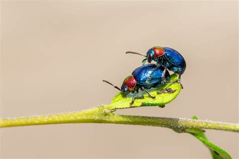 premium photo blue milkweed beetle it has blue wings and a red head couple make love insect