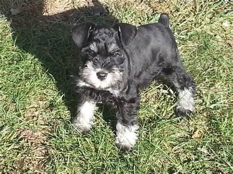 Miniature schnauzer puppies for sale. AKC MINIATURE SCHNAUZER PUPPIES for Sale in Upland, Indiana Classified | AmericanListed.com
