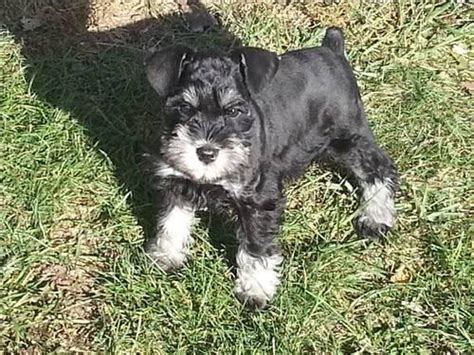 Find dogs and puppies locally for sale or adoption in new brunswick : AKC MINIATURE SCHNAUZER PUPPIES for Sale in Upland ...
