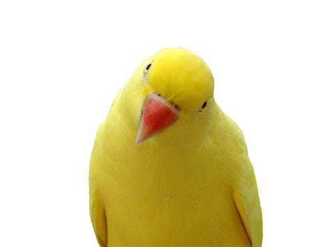 Download Yellow Parrot Png Images Download Hq Png Image Freepngimg