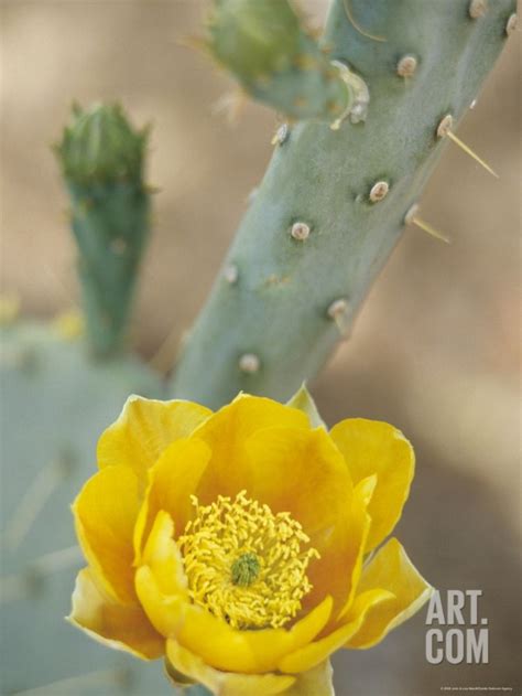 Prickly Pear Cactus In Bloom Arizona Sonora Desert Museum Tucson