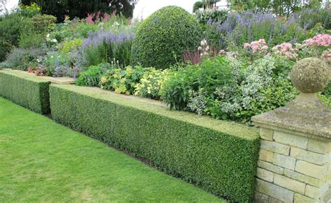List Of Hedge Screening Ideas With New Ideas Home Decorating Ideas