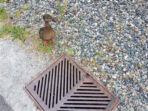 Shoreline Area News Lfp Police To The Rescue Ducklings Down The Drain