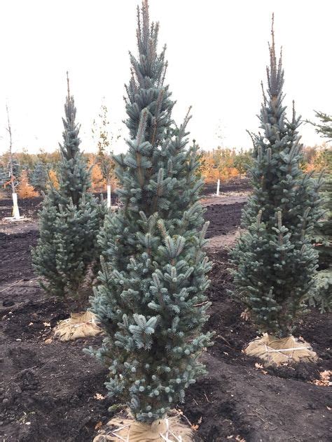 Columnar Blue Spruce With Images Conifers Garden Evergreen Picea
