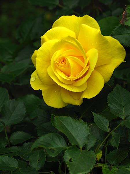Over 697,905 bunch pictures to choose from, with no signup needed. Yellow Roses Images Pics Wallpaper Photos Bouquet in HD ...