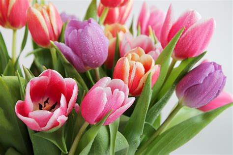 The Surprisingly Different Types Of Tulips Garden Lovers