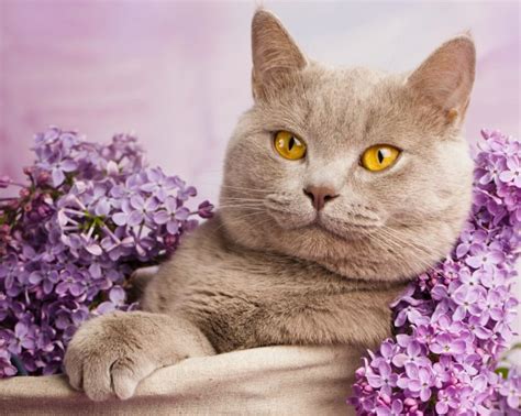 In kittens, silver tipping is permissible but the cat. british, Shorthair, Cat, Cat, Lilac, Portrait Wallpapers ...