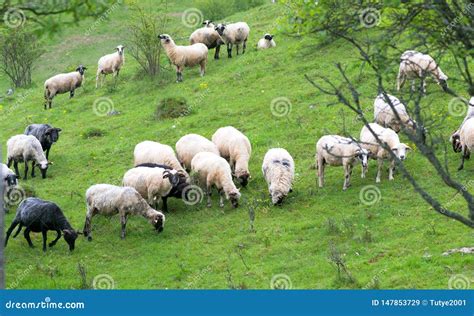 Sheep Graze On Pasture On The Cliff South Island New Zealand Stock