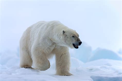 Polar Bear On Snow Fine Art Photo Print Photos By Joseph C Filer