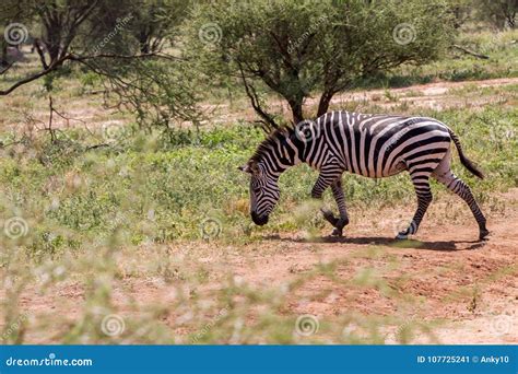 Zebra In Tarangire National Park Tanzania Stock Image Image Of