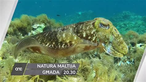 Għada 11 Tapril Fuq Natura Maltija BaĦar Malti Titilfux By