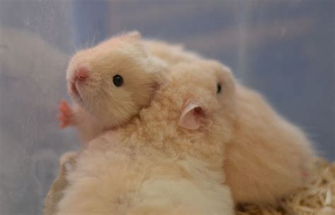 Ivory Lh Rex Front Rxrx And Non Rex Back Rx Hamster Babies