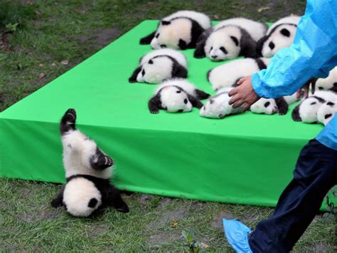 Pandas Theres A Reason Why Theyre Endangered