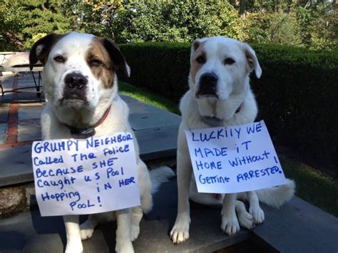 20 Of The Most Hilarious Dog Shaming Signs Page 2 Of 5