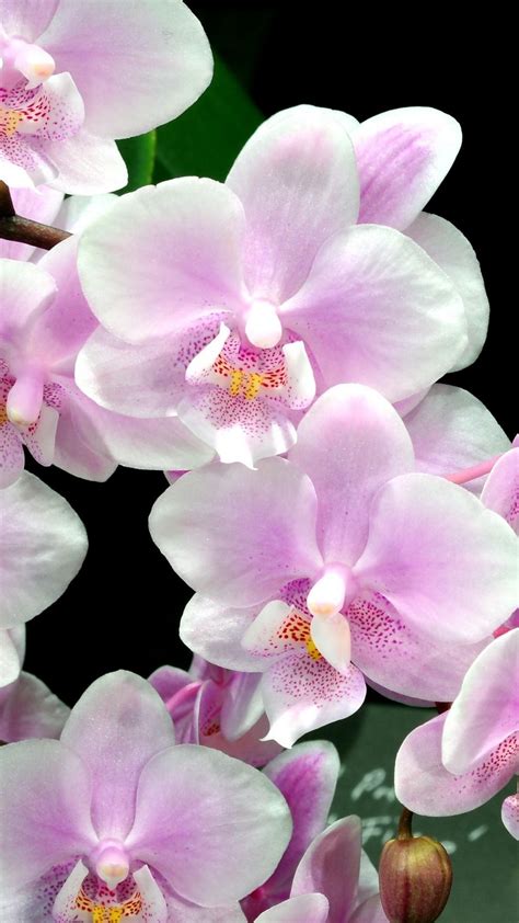 25 Orchid Flower Iphone Wallpapers Wallpaperboat