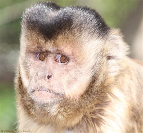 Pin On Primates New World Brown Or Tufted Capuchin Monkey Cebus Apella