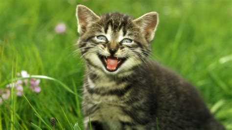 Bei leichter verstopfung können verschiedene hausmittel helfen. Katzen: Die Sprache der Katzen - Katzen - Haustiere ...