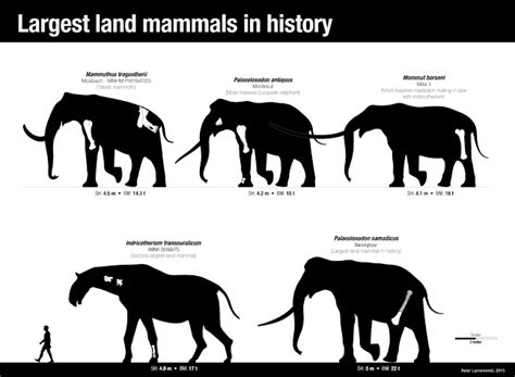 Palaeoloxodon Namadicus Is The Largest Land Mammal Ever Even Larger