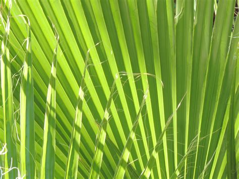 Free Photo Green Leaf Texture Green Leaf Organic Free Download