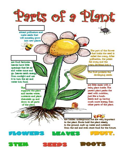 Plant Parts And Functions Interactive Worksheet