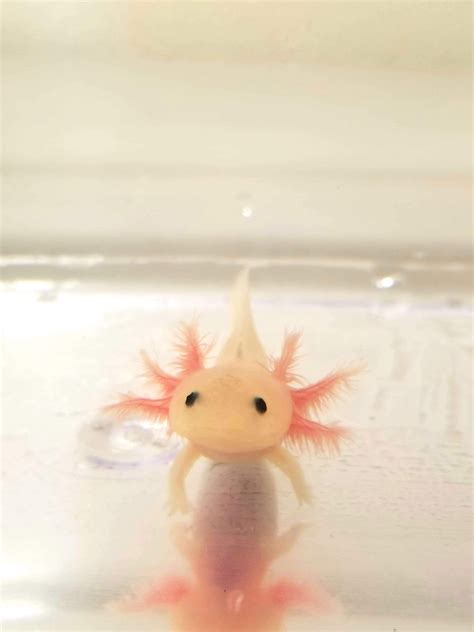 Clean Pink Lucyleucistic Axolotl 2 Ivys Axolotls Quality Pet
