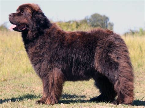 newfoundland dog  big dog breeds