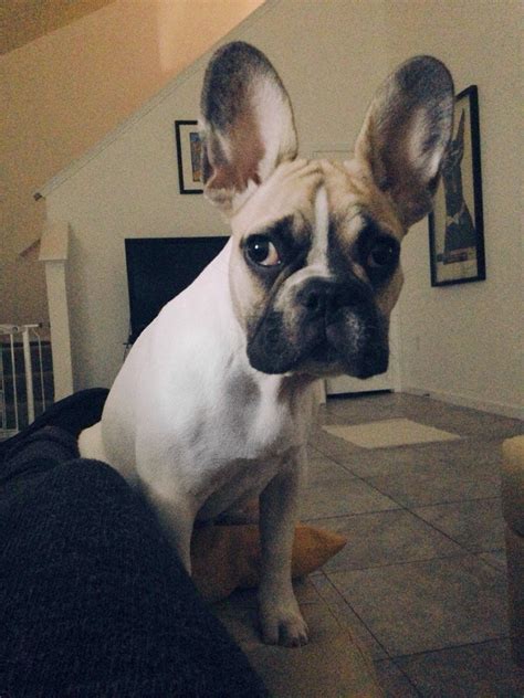 As a reputable french bulldog breeder. Anyone else have a Frenchie with ears this big? : frogdogs