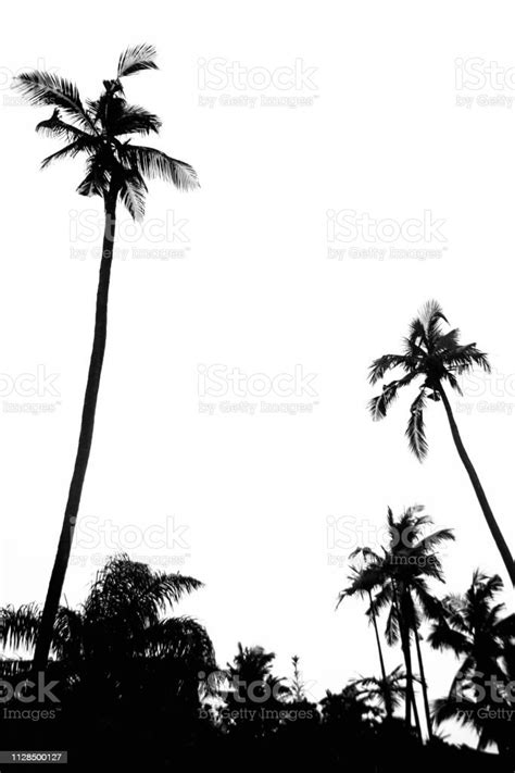 Palm Trees Silhouette Backgroundtropical Coconut Palm Trees Isolated On