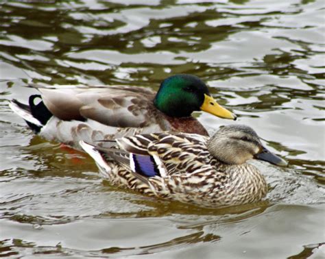 Mallard Ducks Breed Information Omlet