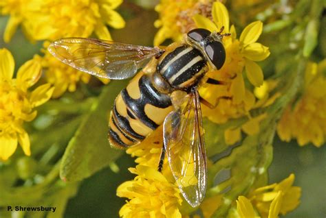 flies that mimic wasps masquerading syrphid fly helophilus sp — bug of the week