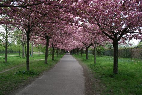 Quand on parle des arbres qui possèdent une floraison rose, le premier qui nous vient souvent à l'esprit est le cerisier du japon et ses magnifiques fleurs roses. Images Gratuites : paysage, la nature, branche, plante ...