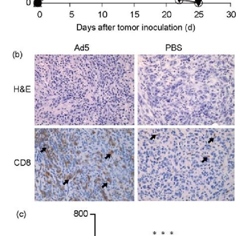 Intratumoral Adenovirus Therapy Is Mediated By CD8 T Cells In An