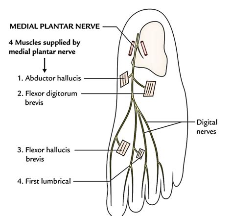 Medial Plantar Nerve Anatomy