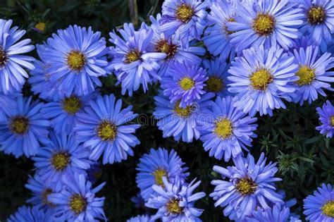 Blue Flowers Background Aster Perenial Stock Image Image Of