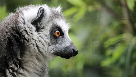 Top 198 Imagenes De Animales En Peligro De Extincion
