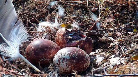 First Osprey Chick Of The Season Hatches At Perthshire Wildlife Reserve Tfn