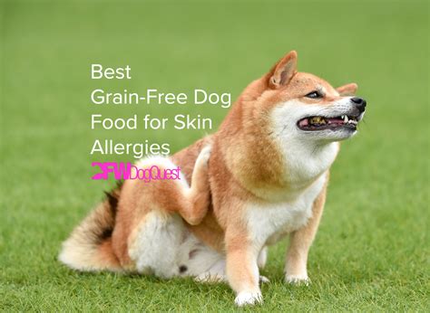 5 Best Grain Free Dog Food For Skin Allergies 2022
