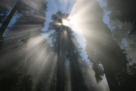 Fog Decline Threatens Californias Towering Redwoods Wired