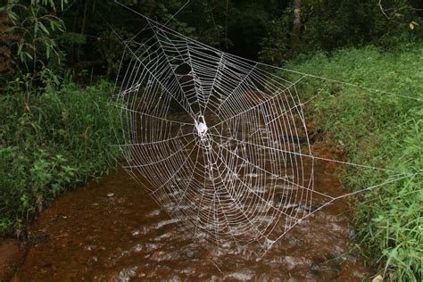 Super Tough Spider Silk Could Be Due To A Newly Discovered Protein