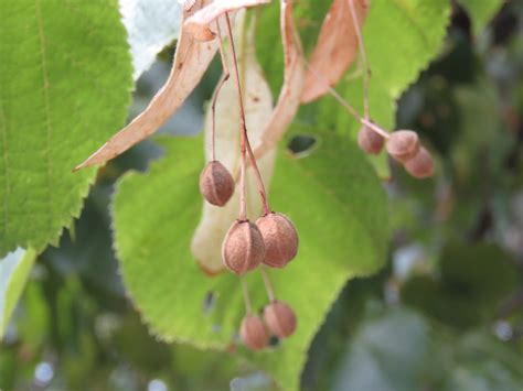 Tilia Cordata Little Leaf Linden Littleleaf Linden Small Leaf Lime