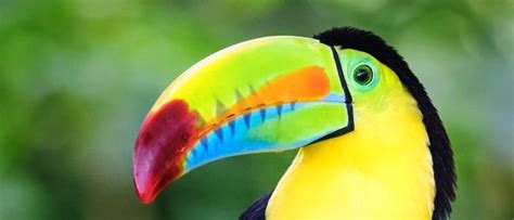 Toucans Of Costa Rica Learn About The 6 Species Of The Country