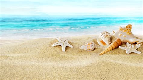 🔥 Download Seashells On Sand Beach Wallpaper For Desktop Book Hd By